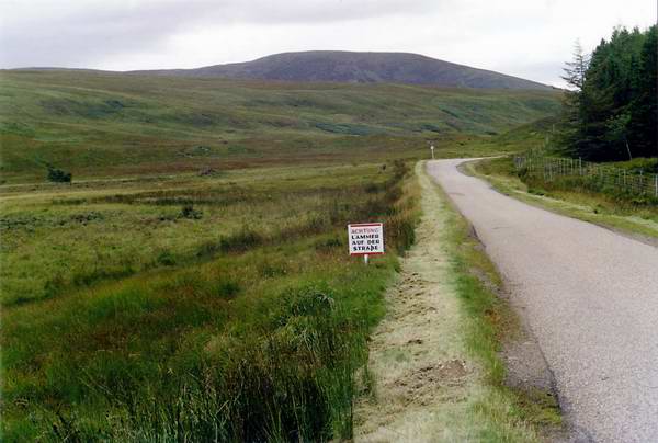 Achtung! L&auml;mmer auf der Stra&szlig;e.