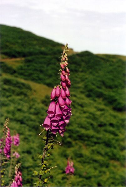 Foxglove