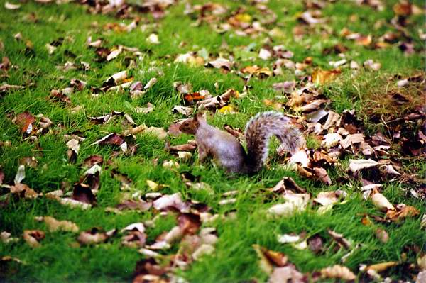 Eichh&ouml;rnchen