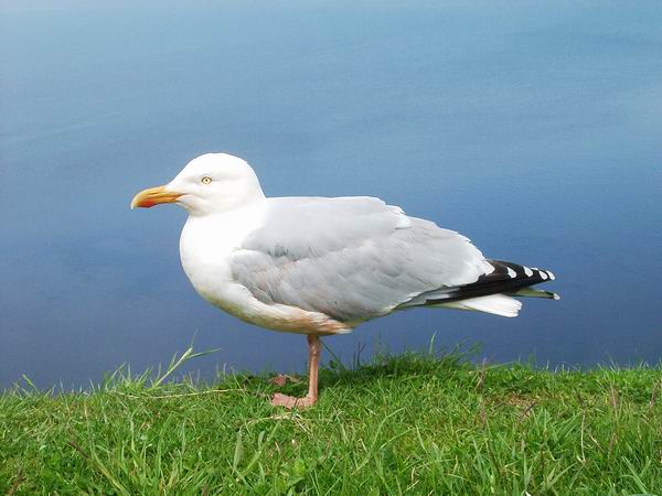 M&ouml;we