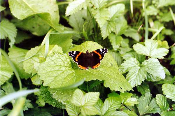 Schmetterling
